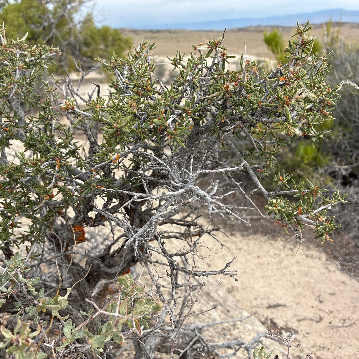 Littleleaf Mountain Mahogany