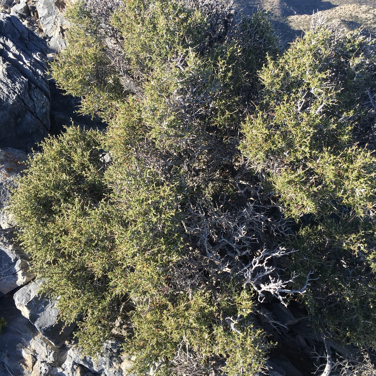 Littleleaf Mountain Mahogany