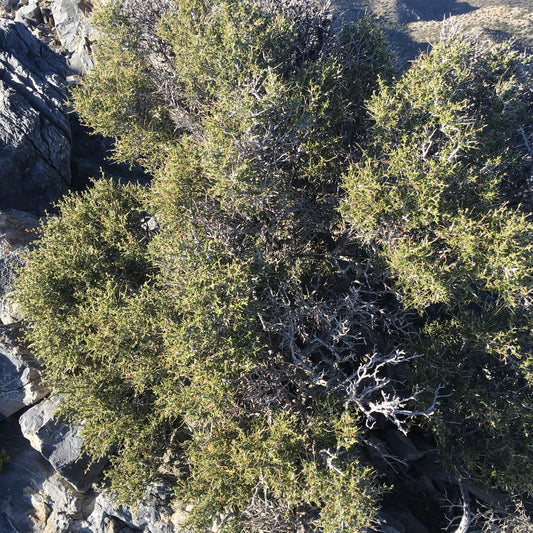 Littleleaf Mountain Mahogany
