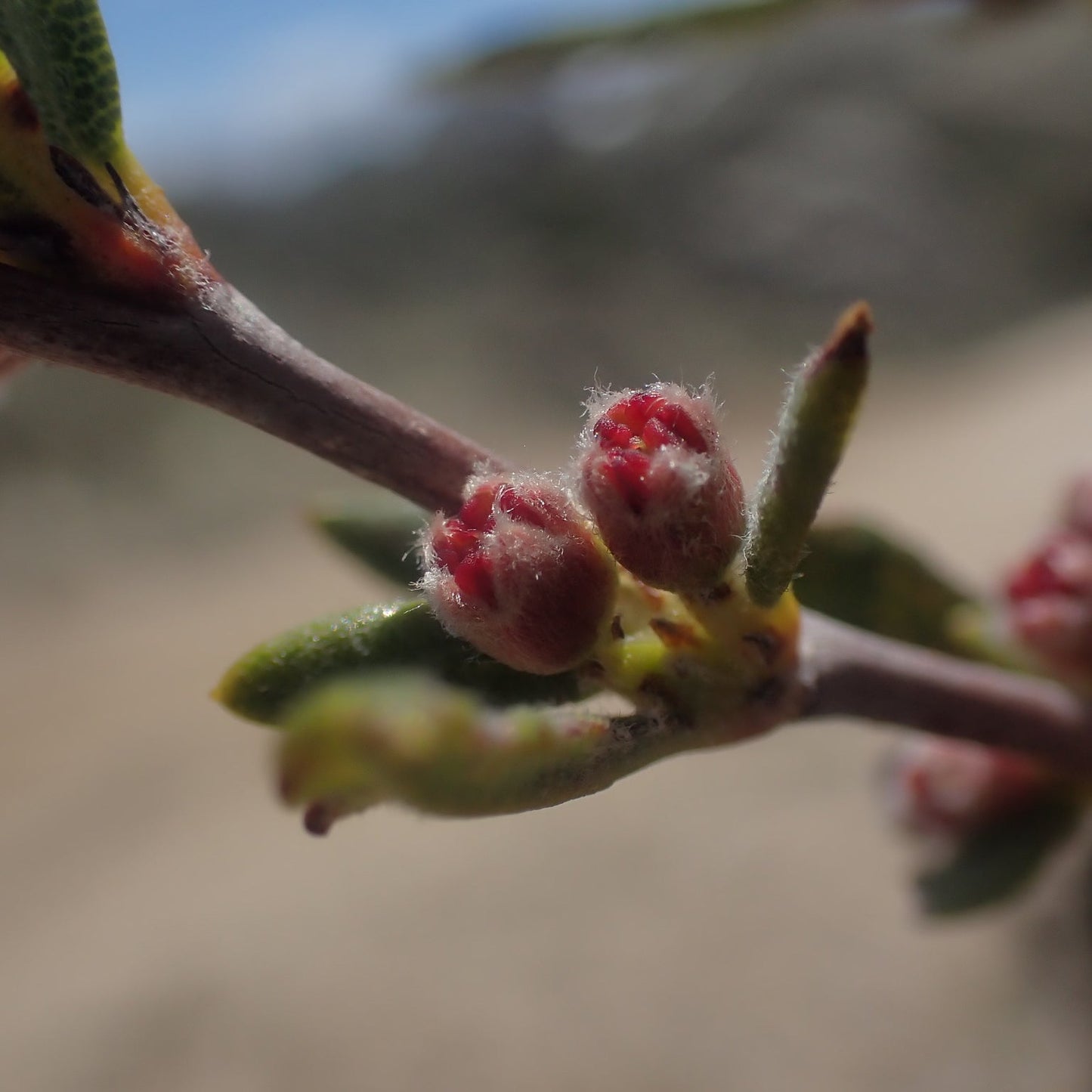 Littleleaf Mountain Mahogany