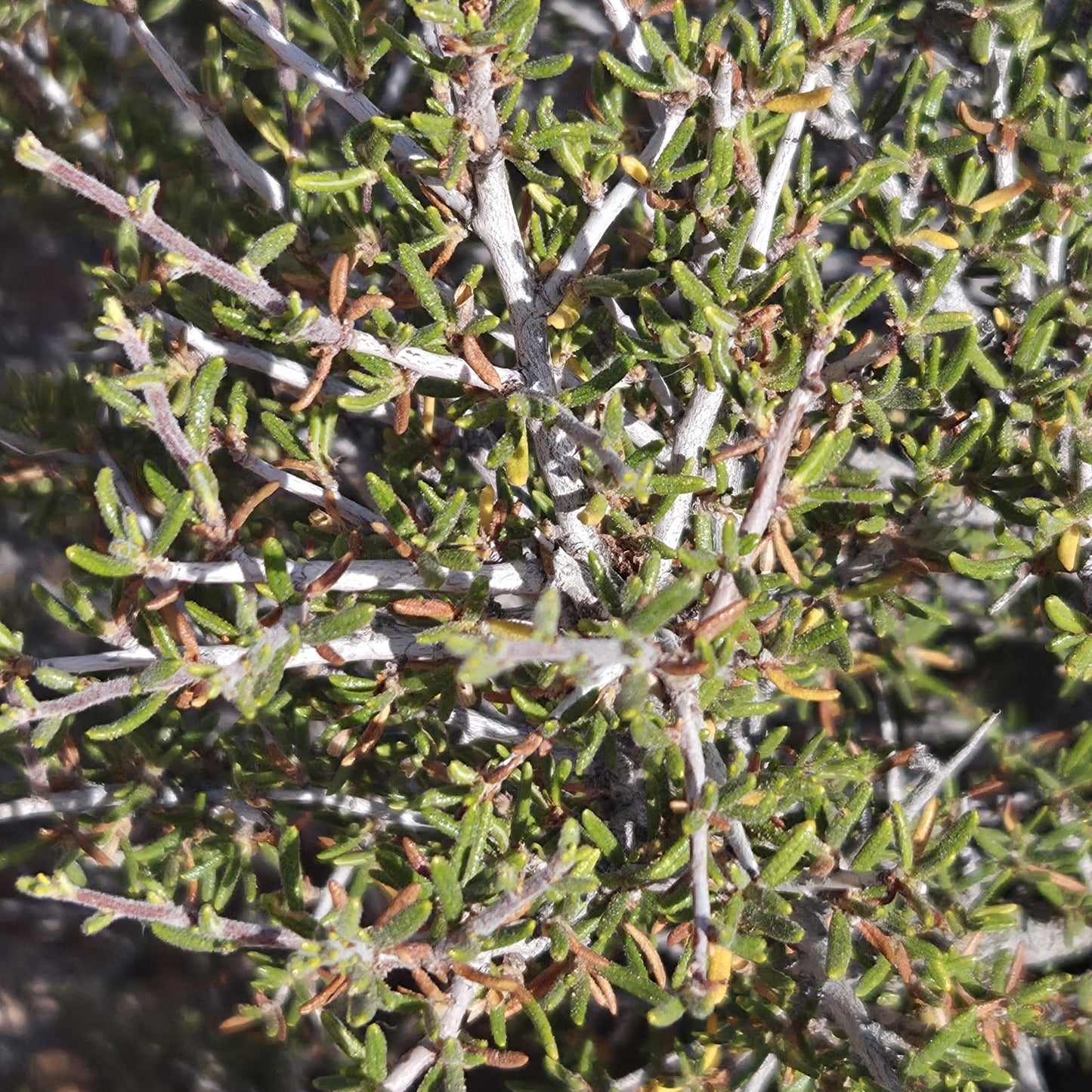 Littleleaf Mountain Mahogany