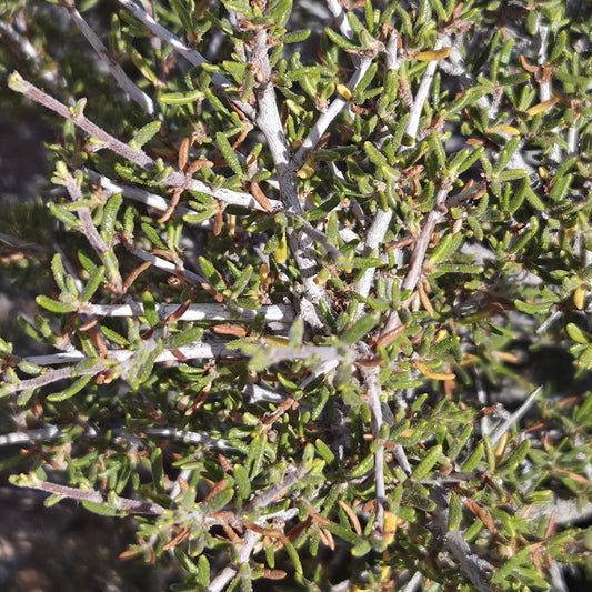 Littleleaf Mountain Mahogany
