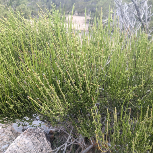 Green Ephedra