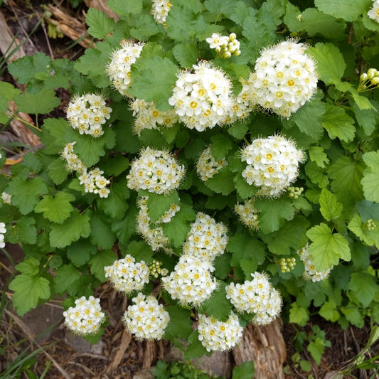 Mallow Ninebark