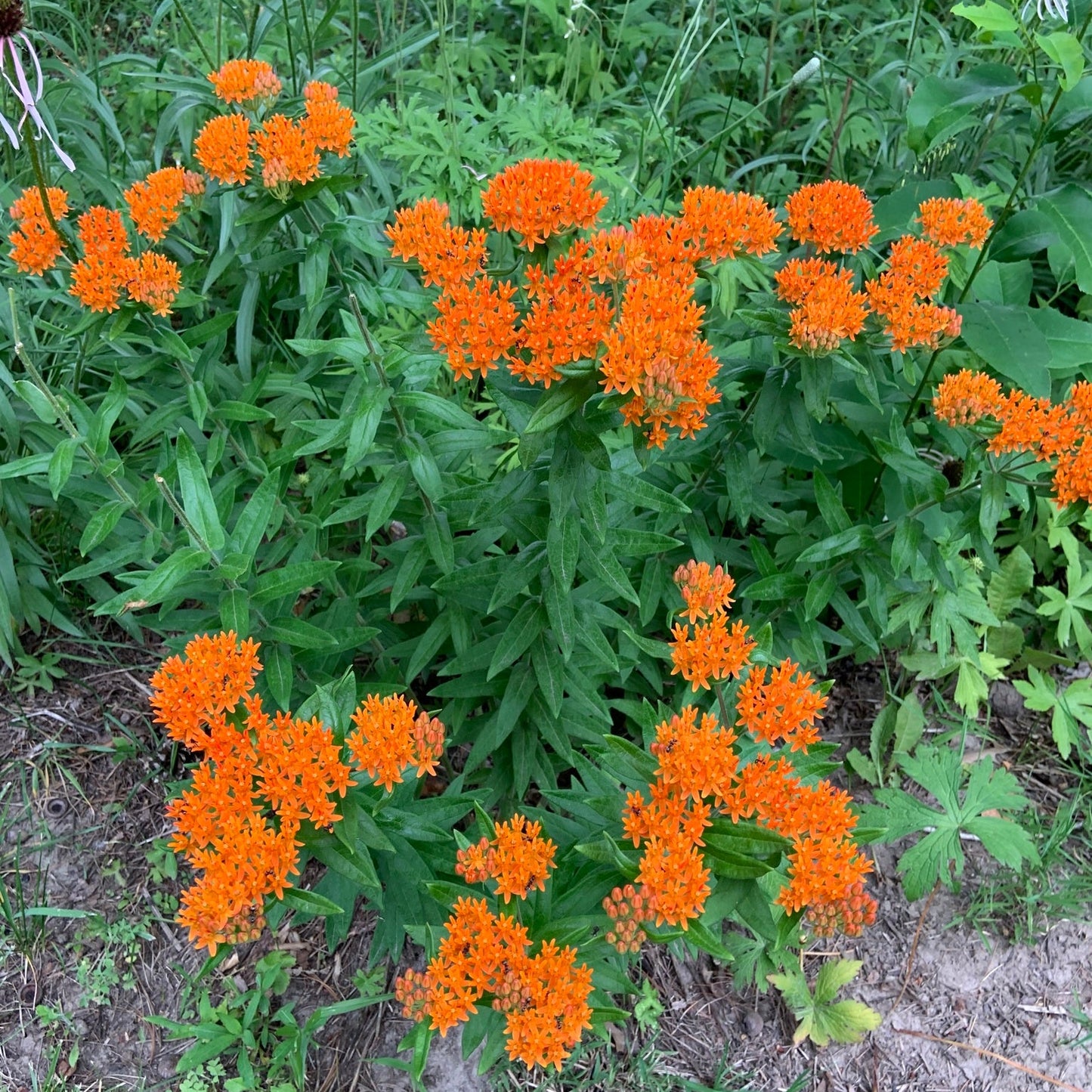 Butterfly Milkweed