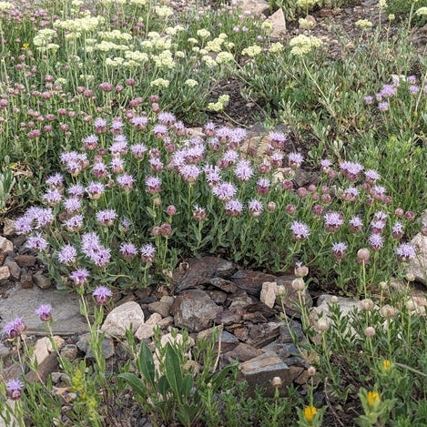 Mountain Beebalm