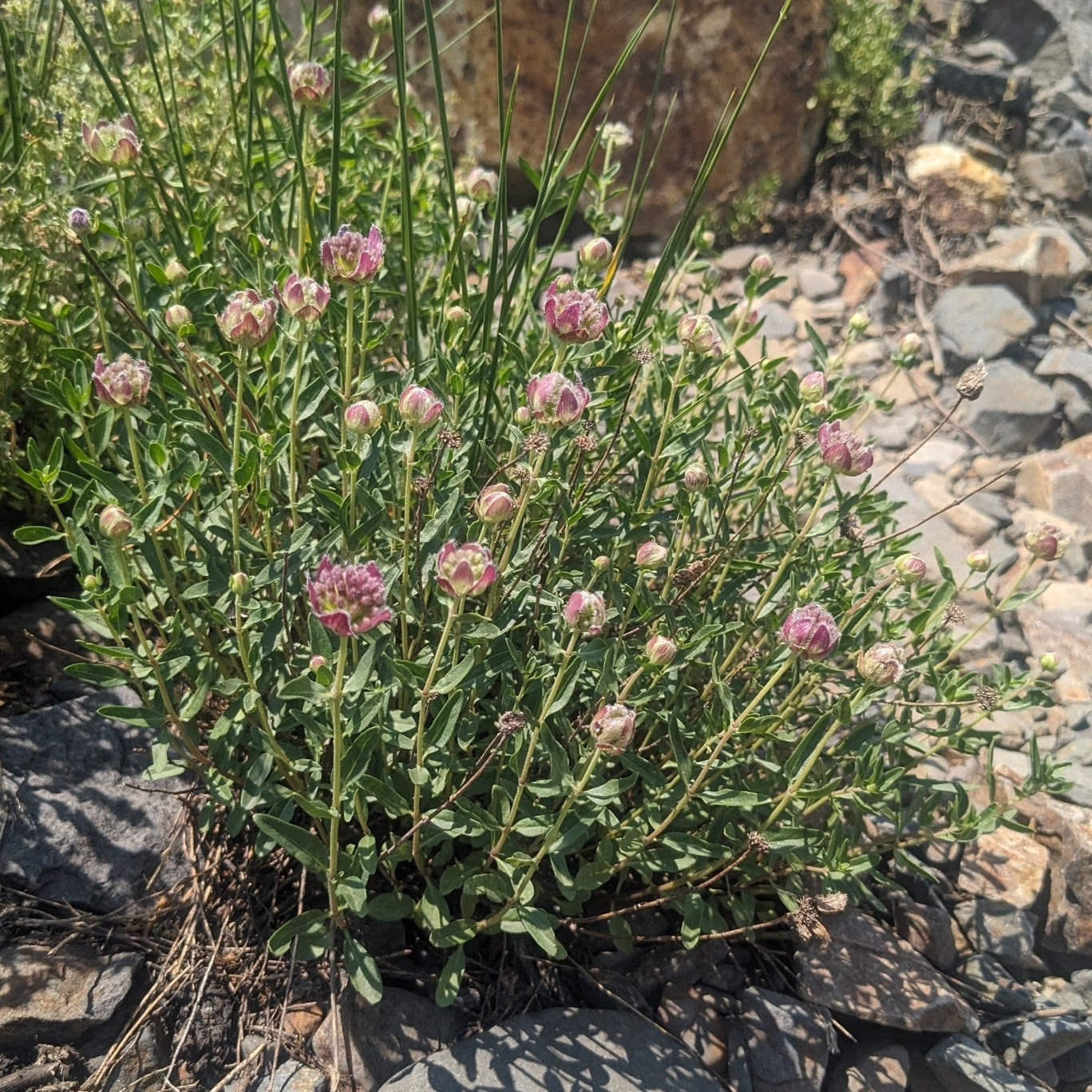 Mountain Beebalm