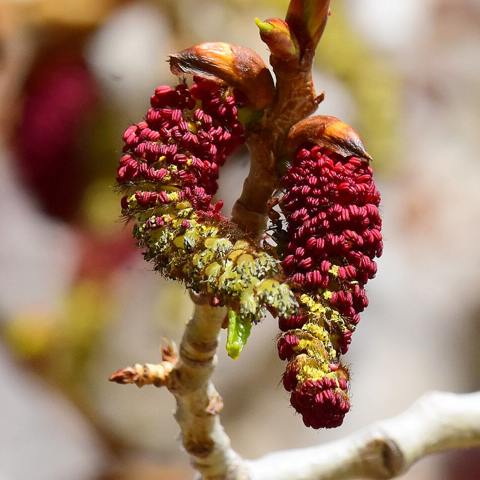 Narrowleaf Cottonwood