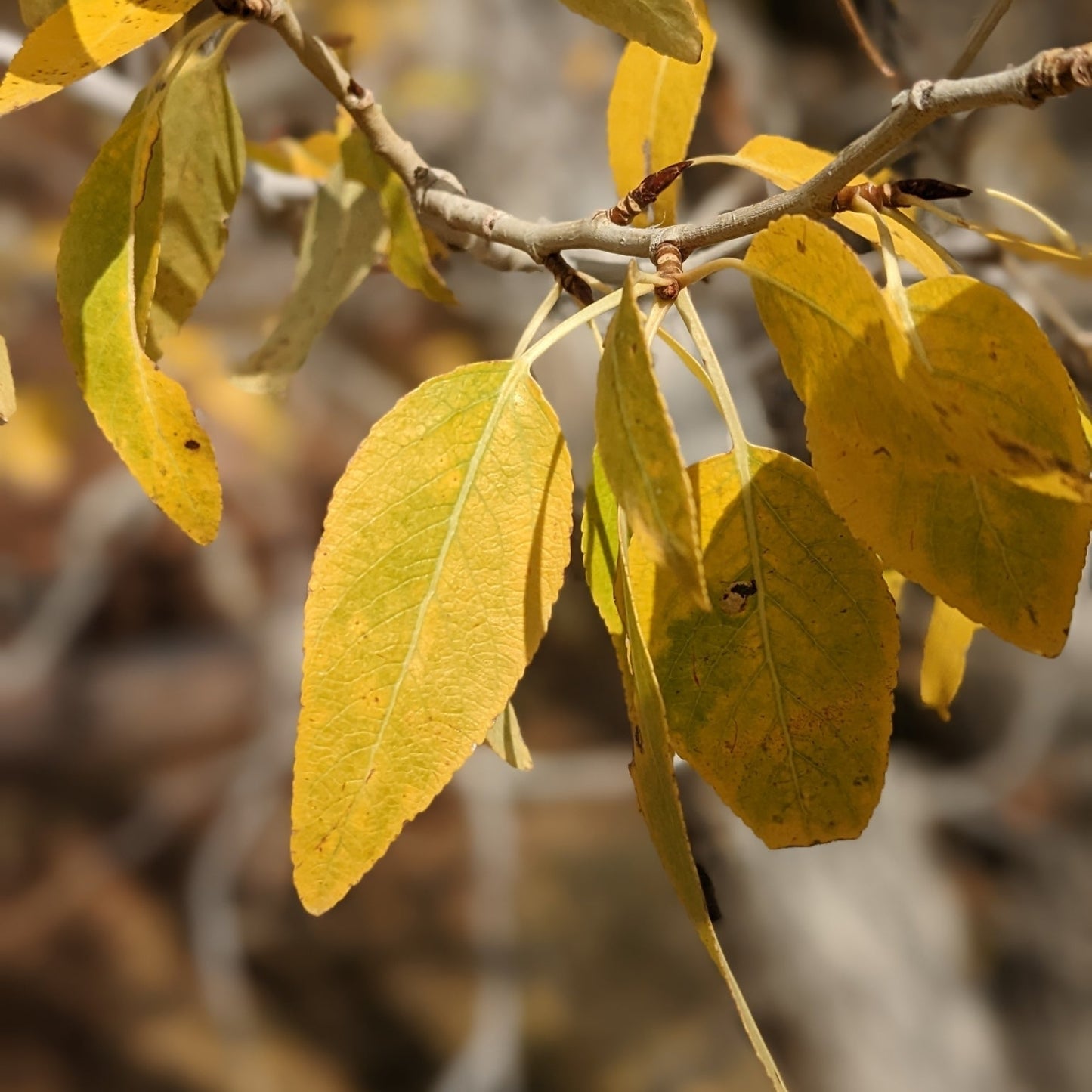 Narrowleaf Cottonwood