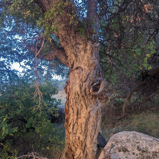 Netleaf Hackberry