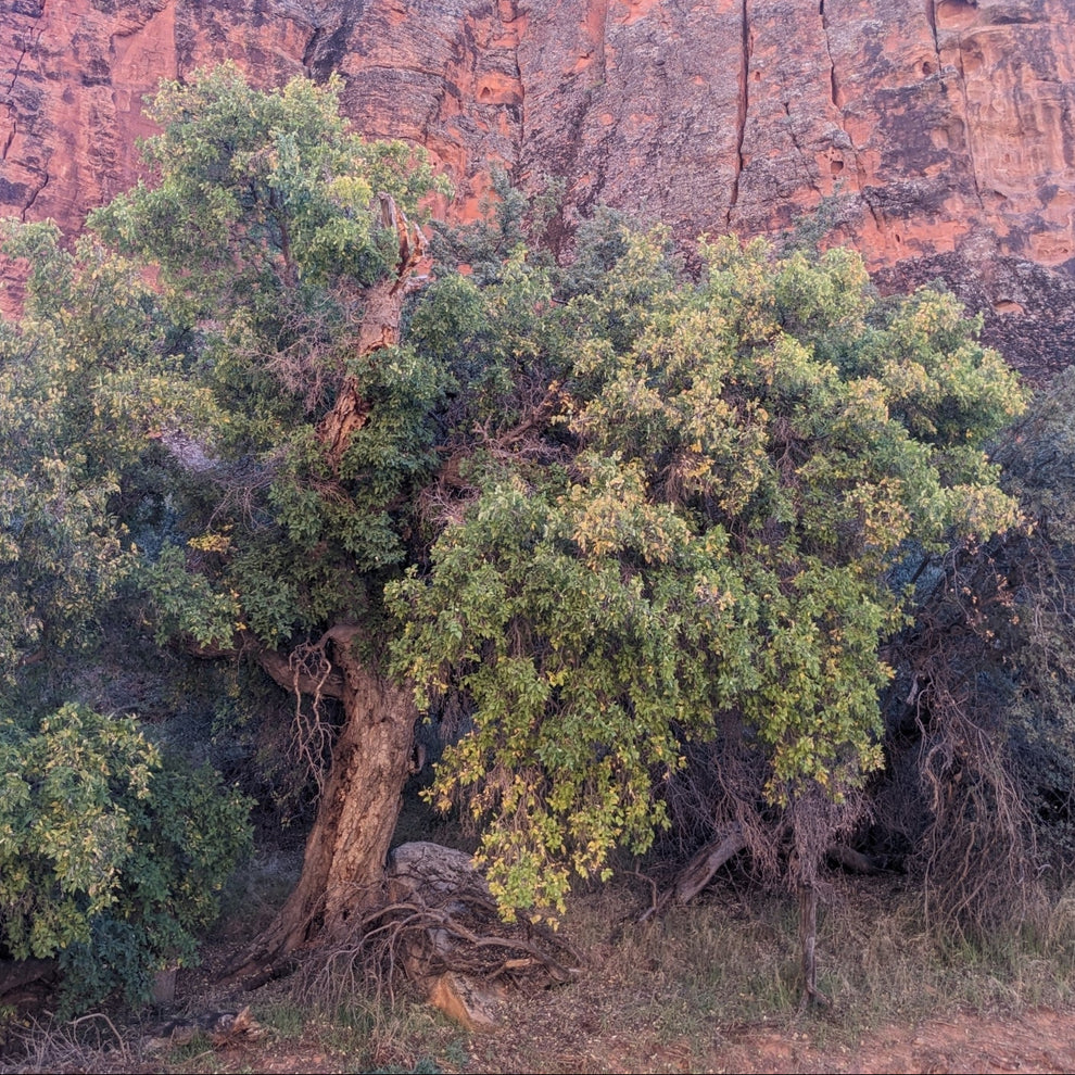 Netleaf Hackberry – Native Utah Plants