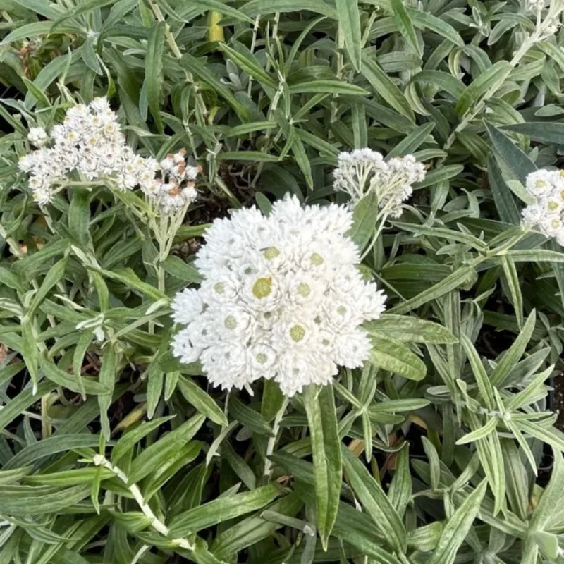Pearly Everlasting ‘New Snow’