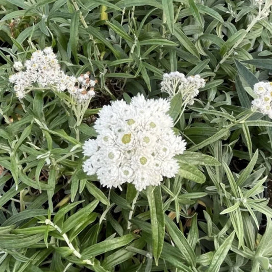 Pearly Everlasting ‘New Snow’