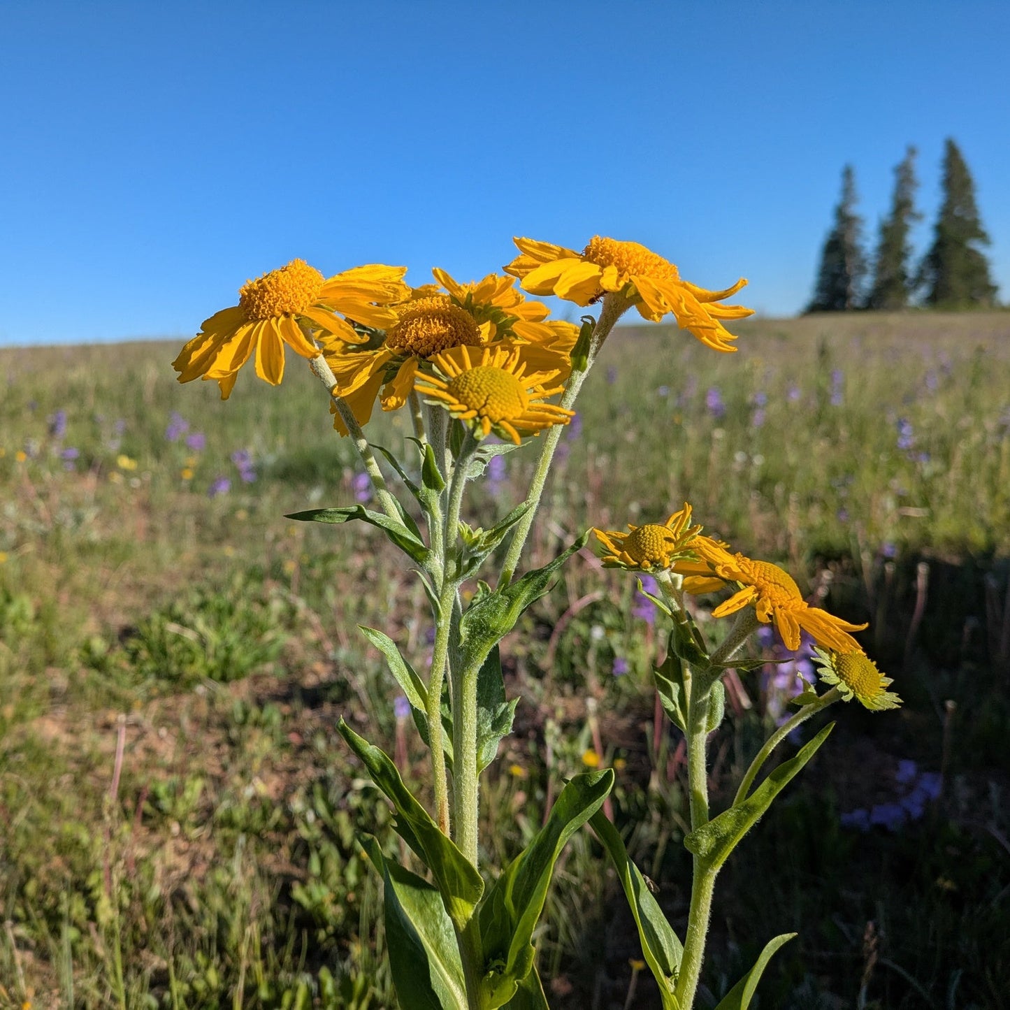 Orange Mountain Daisy