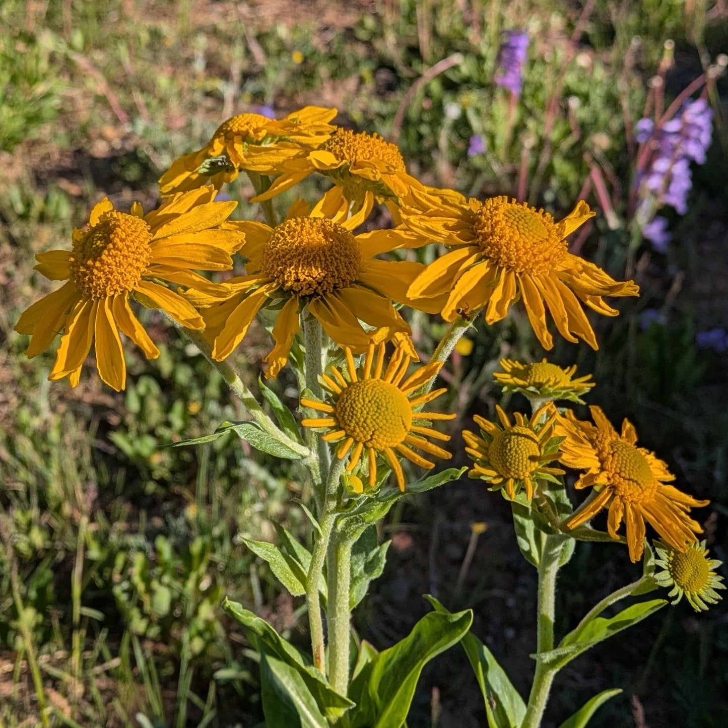 Orange Mountain Daisy