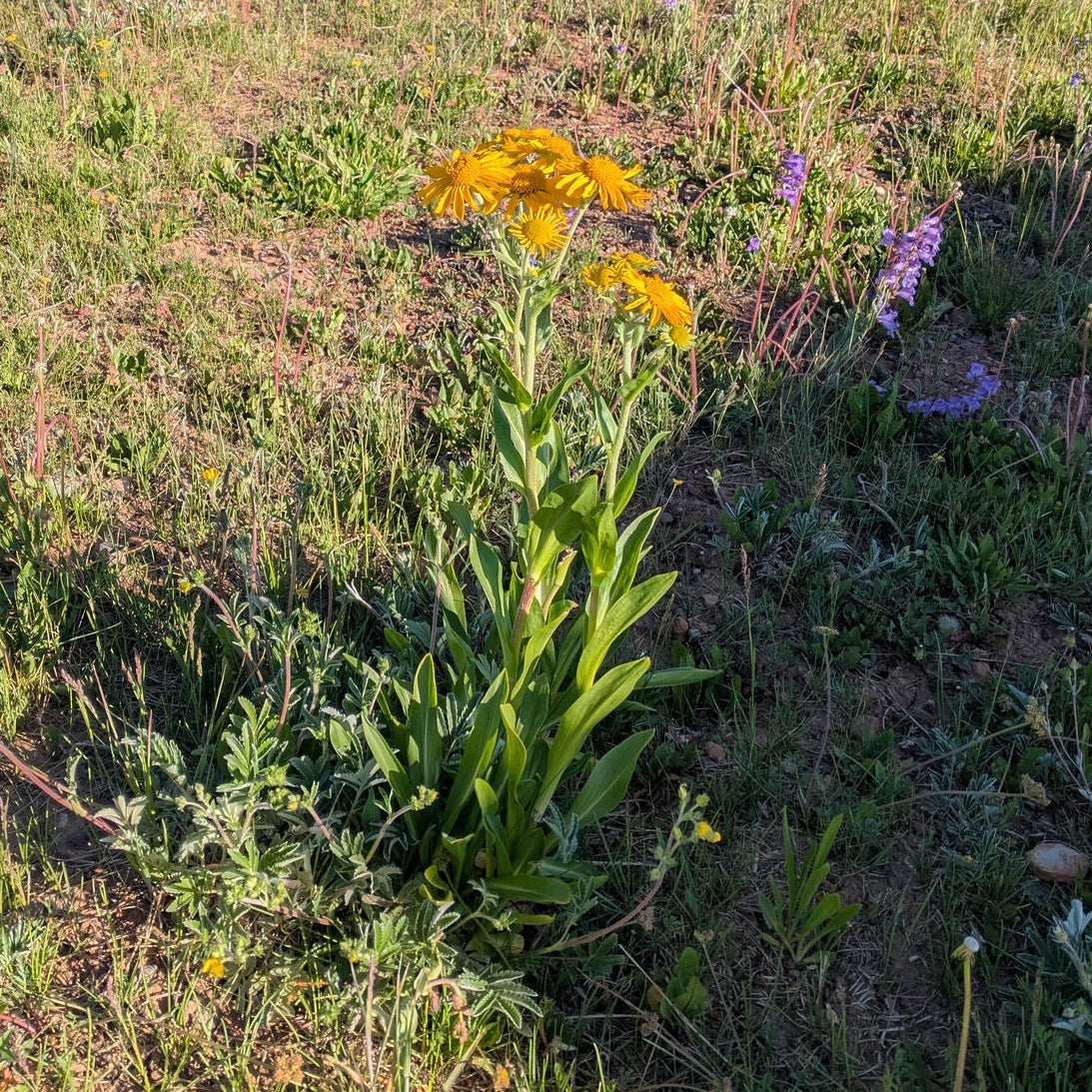 Orange Mountain Daisy
