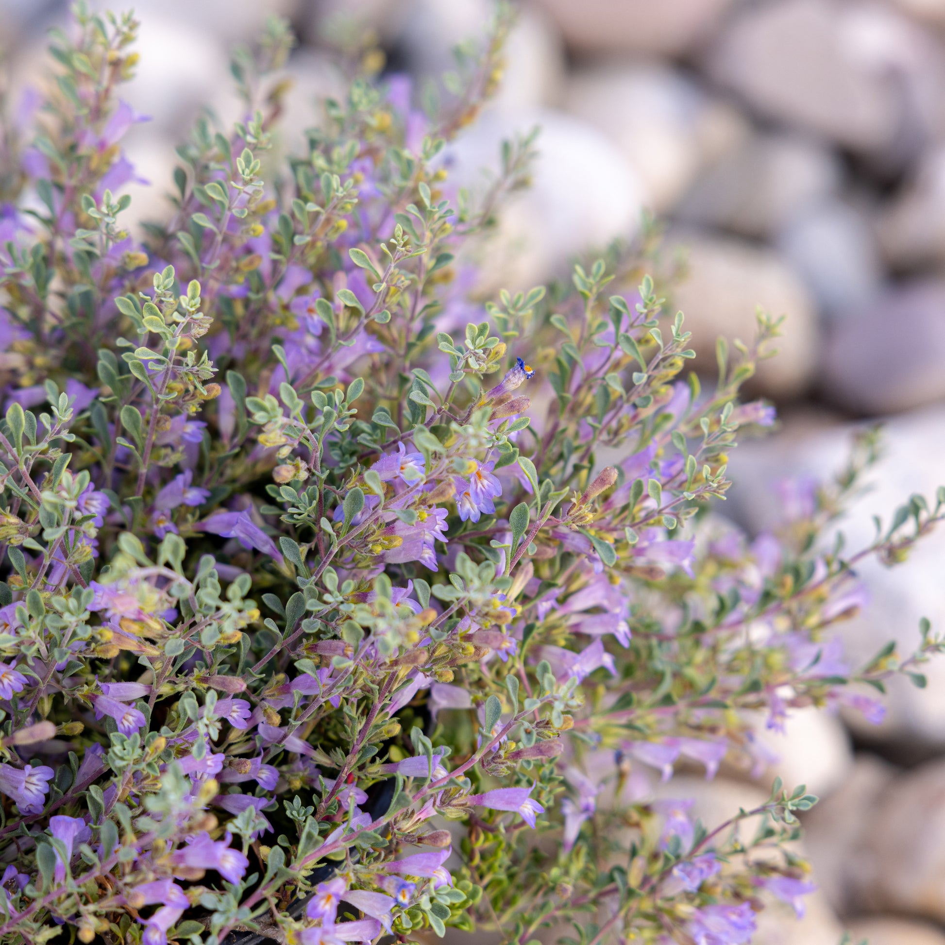 Tushar Bluemat Penstemon – Native Utah Plants
