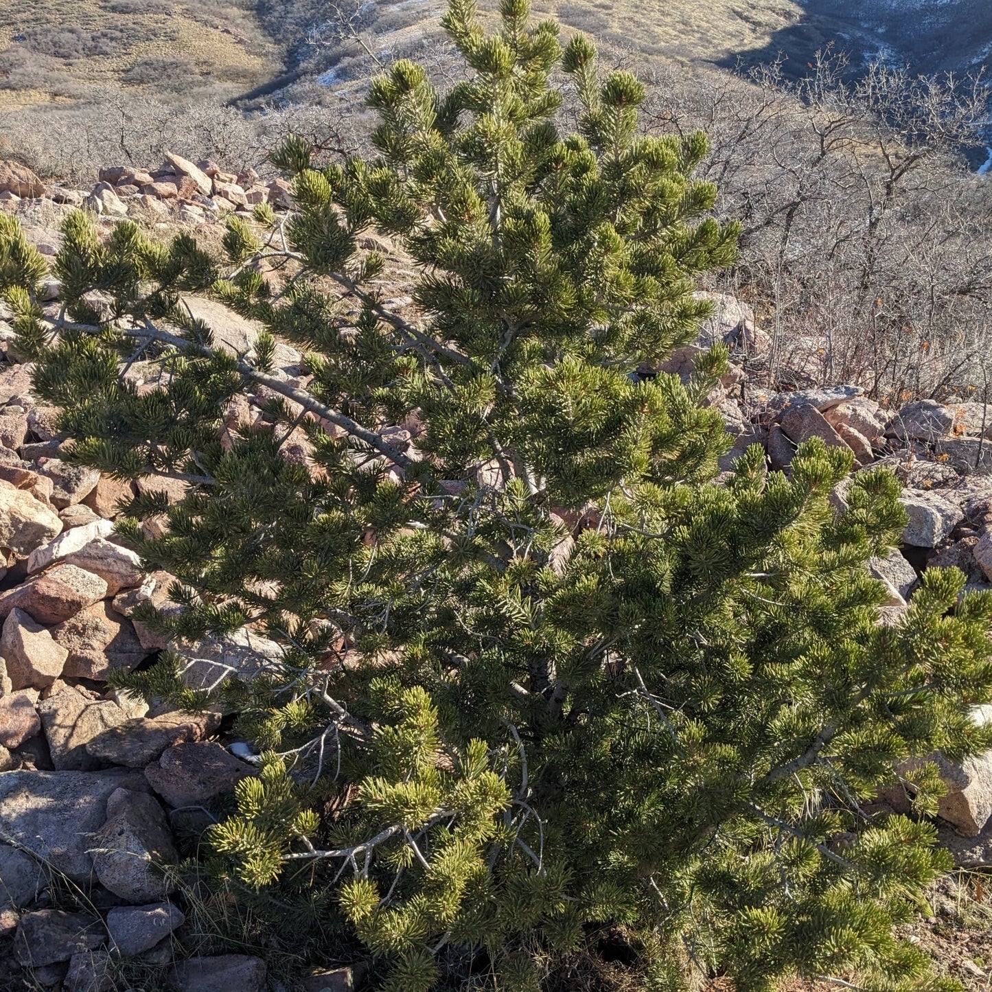 Pinyon Pine