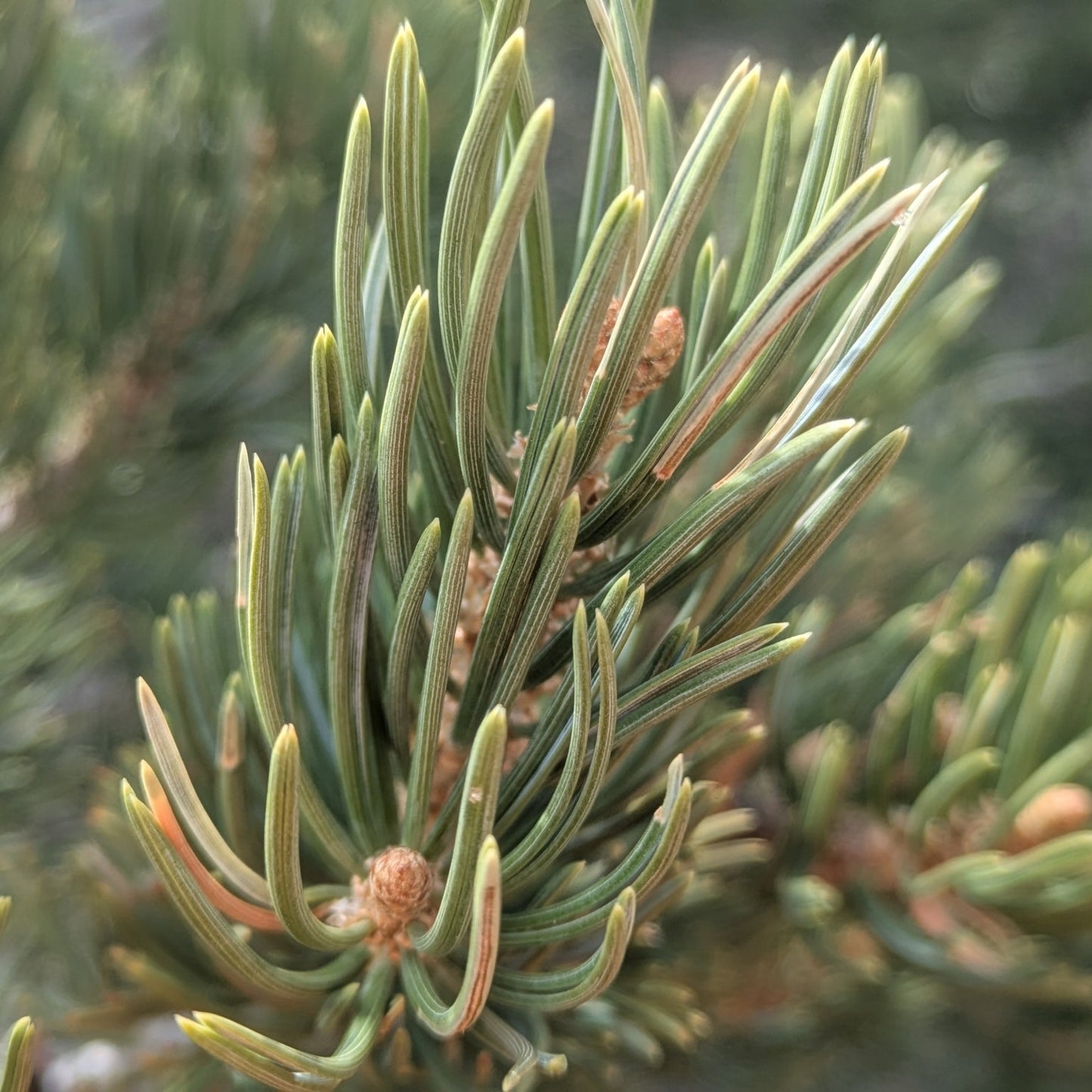 Pinyon Pine