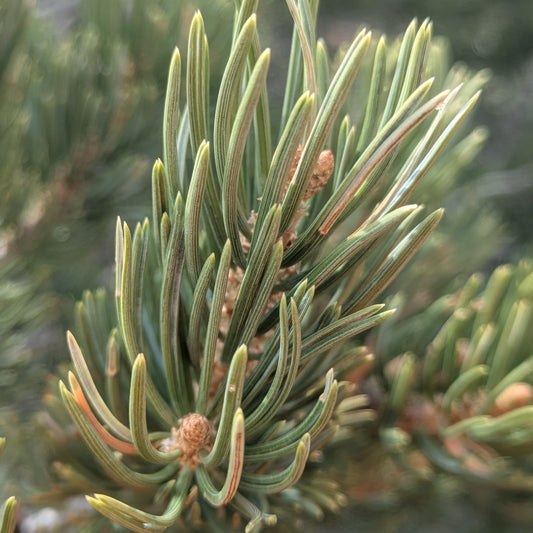 Pinyon Pine