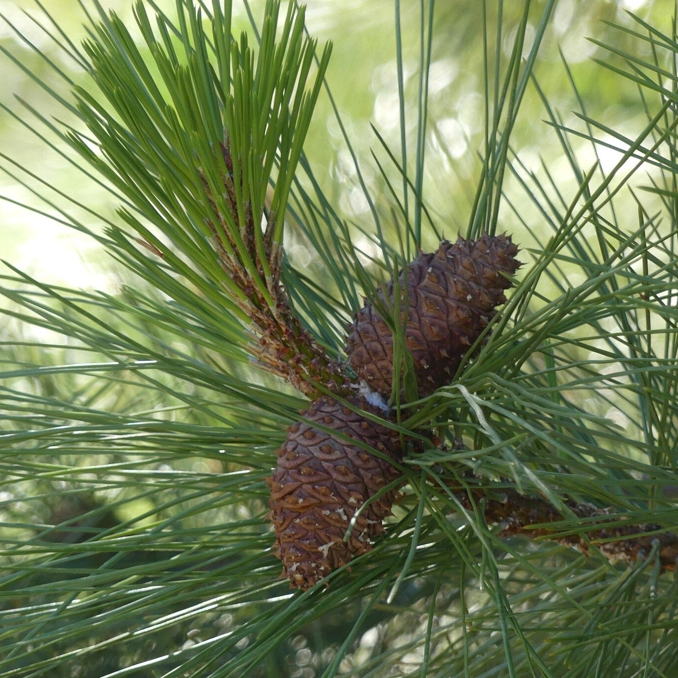 Ponderosa Pine