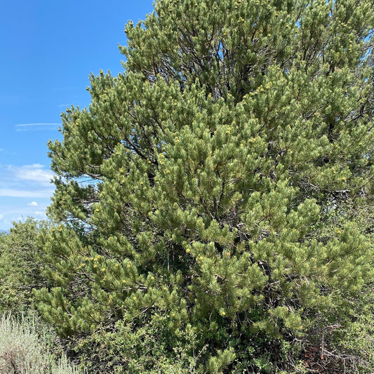 Pinyon Pine