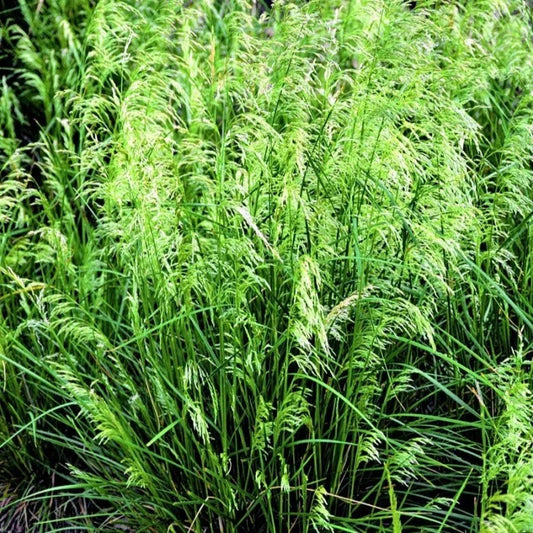 Pixie Fountain Tufted Hair Grass