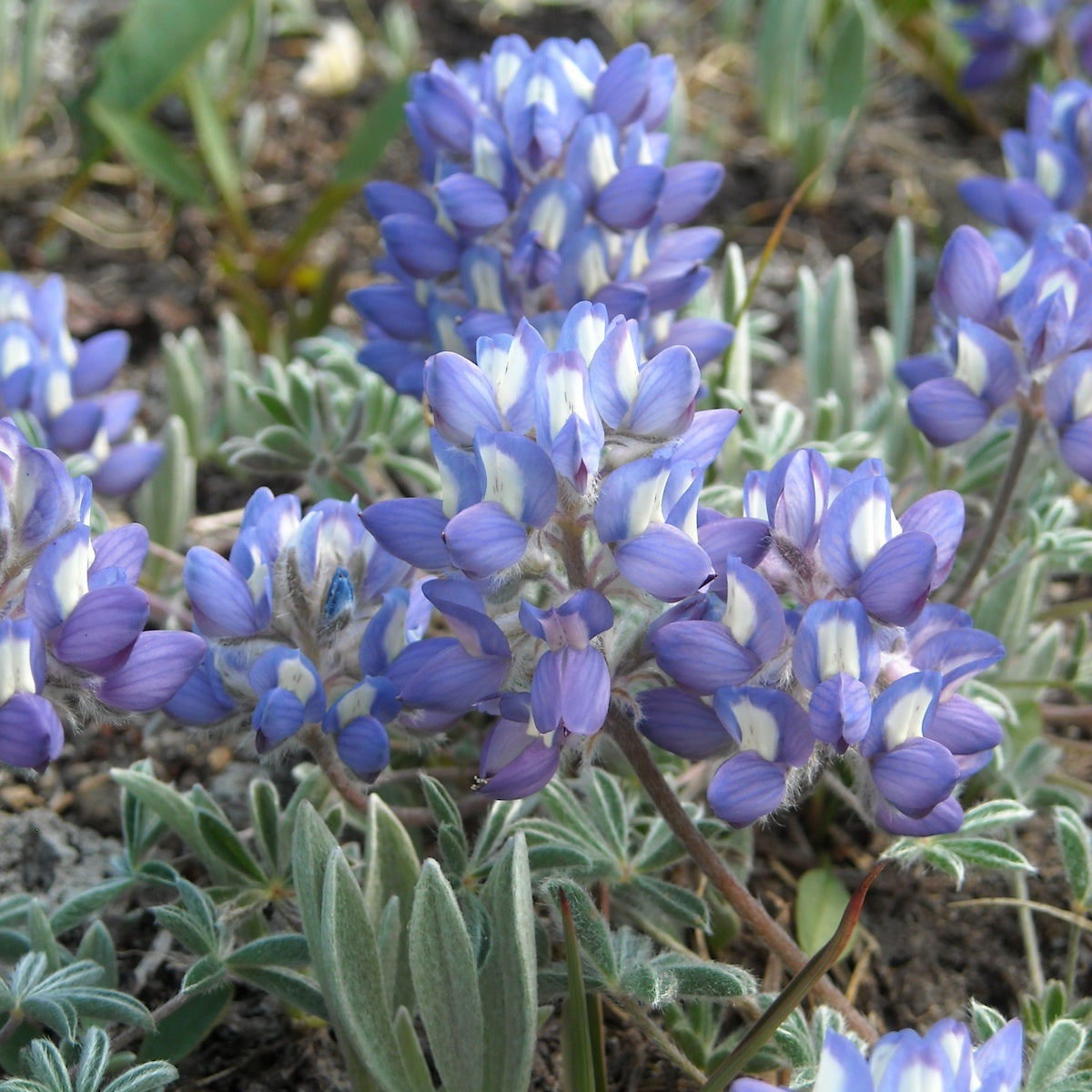 Alpine Lupine