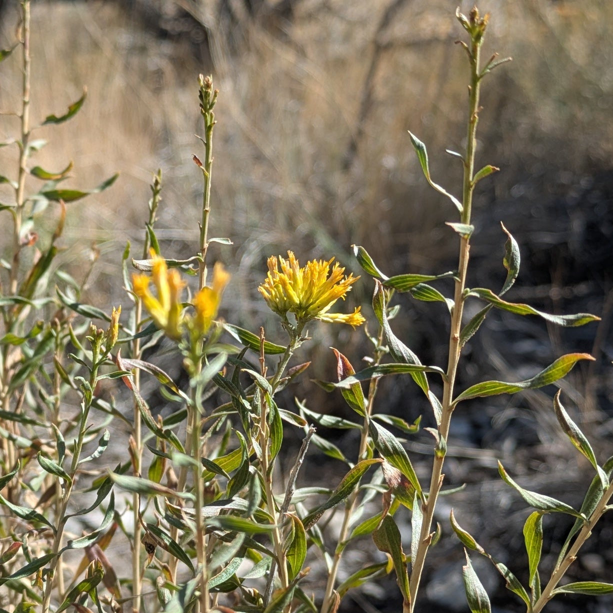Yellow Rabbitbrush
