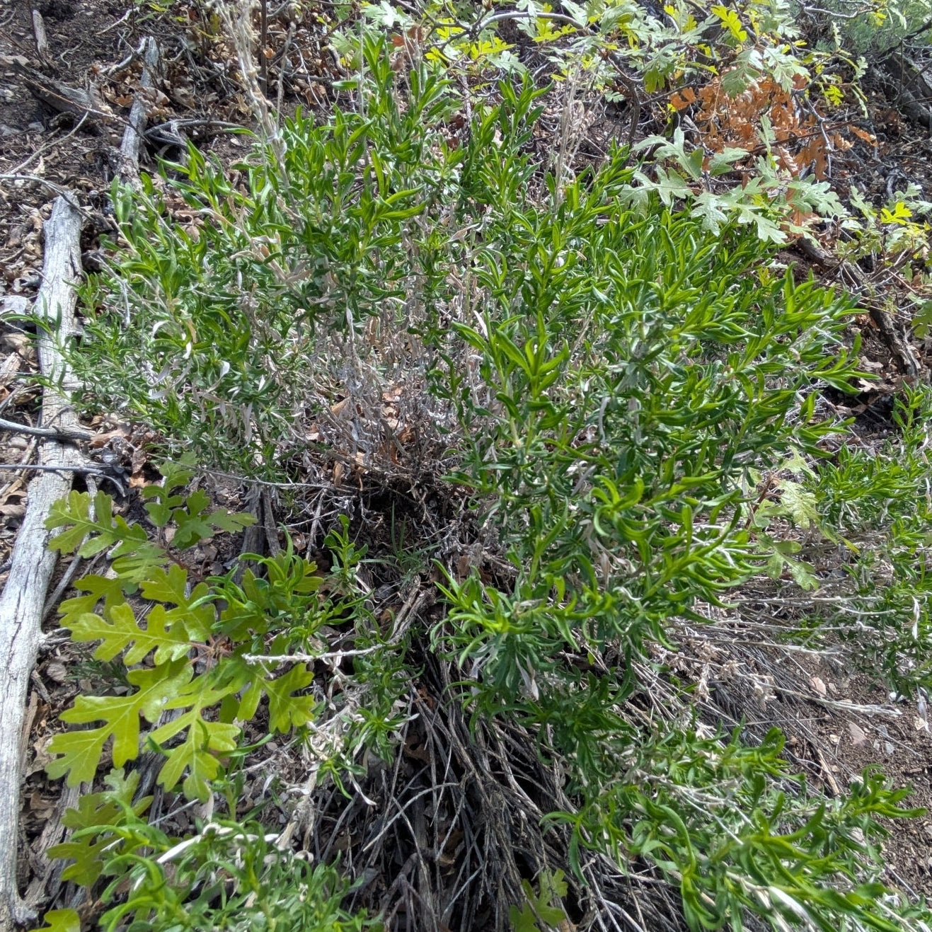 Yellow Rabbitbrush