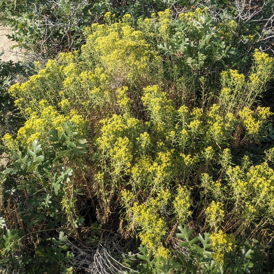 Yellow Rabbitbrush