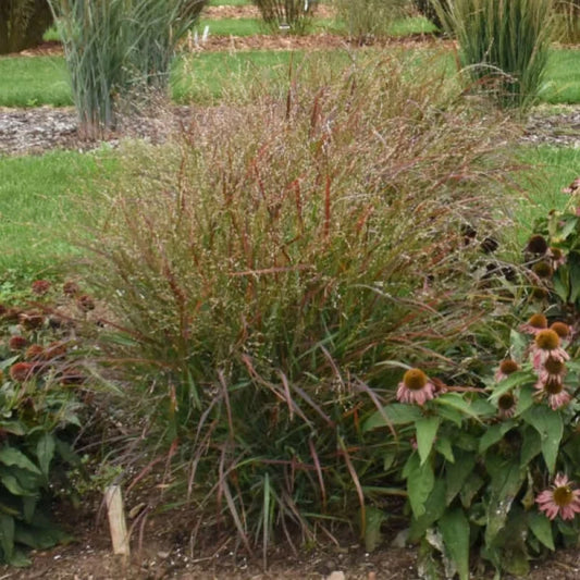Switch Grass ‘Red Flame’