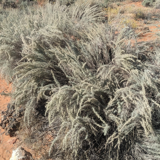 Sand Sagebrush