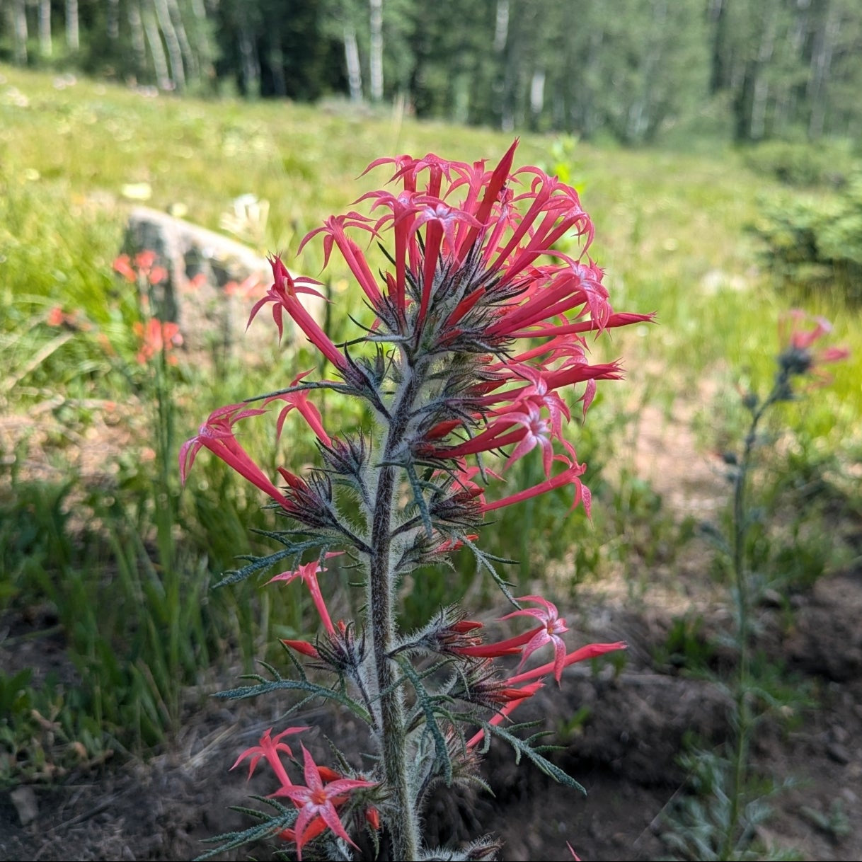 Scarlet Gilia