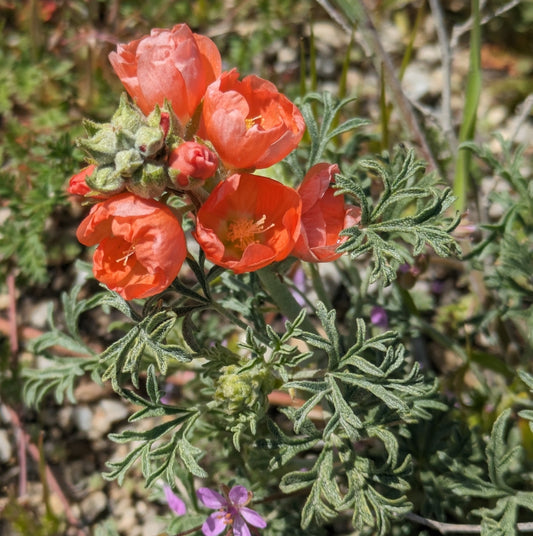 Scarlet globemallow Sphaeralcea coccinea