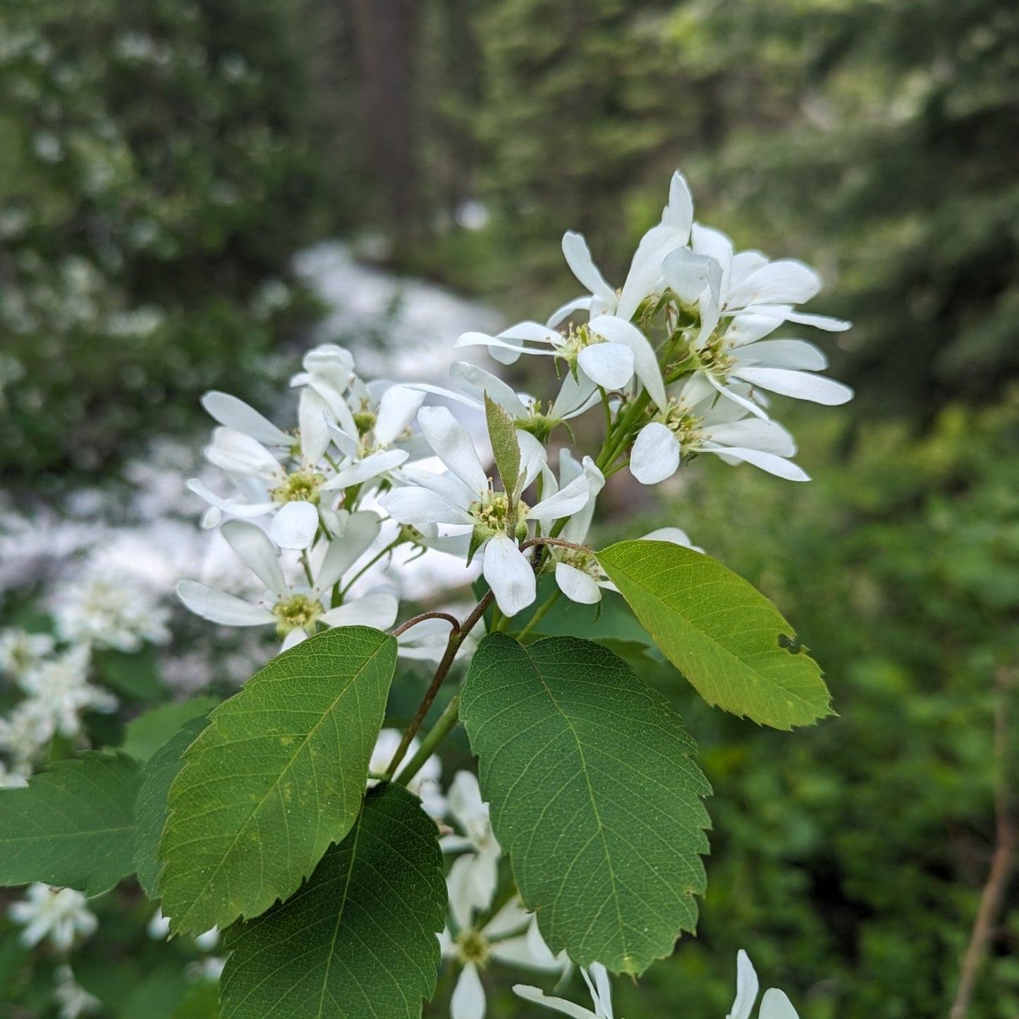 Saskatoon Serviceberry 'Smokey'