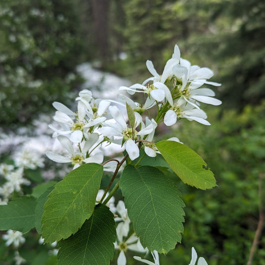 Saskatoon Serviceberry 'Smokey'