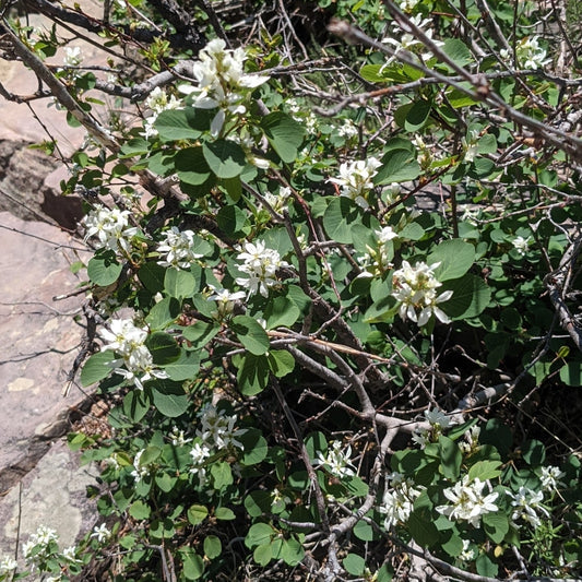 Saskatoon Serviceberry 'Smokey'
