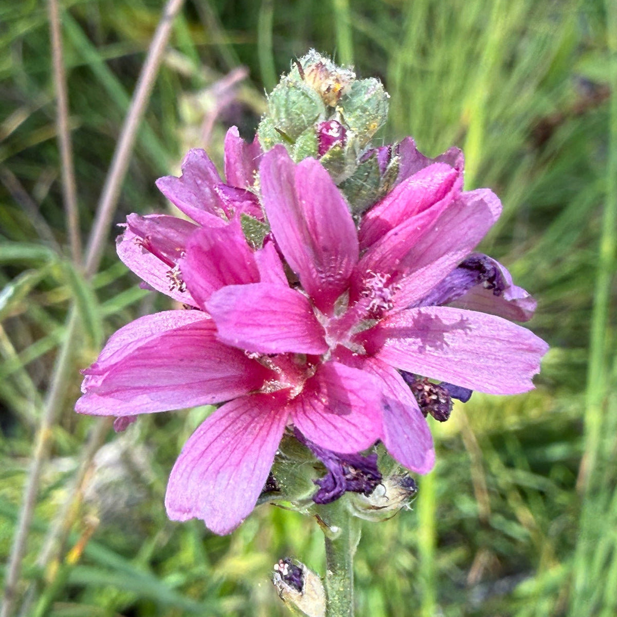 Oregon Checkermallow