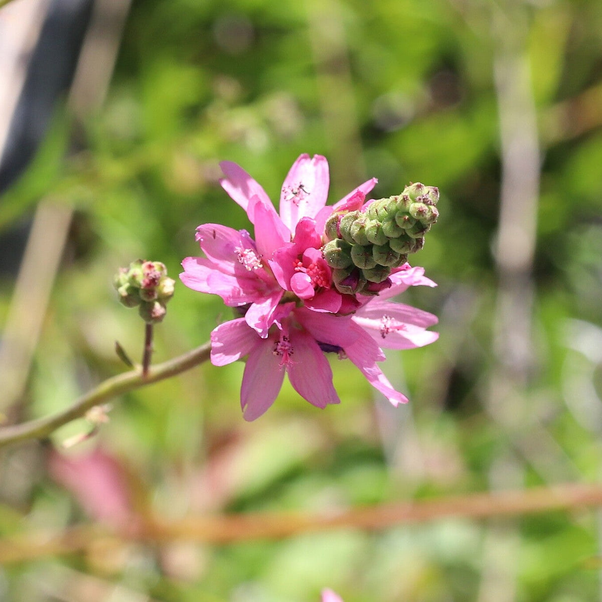 Oregon Checkermallow