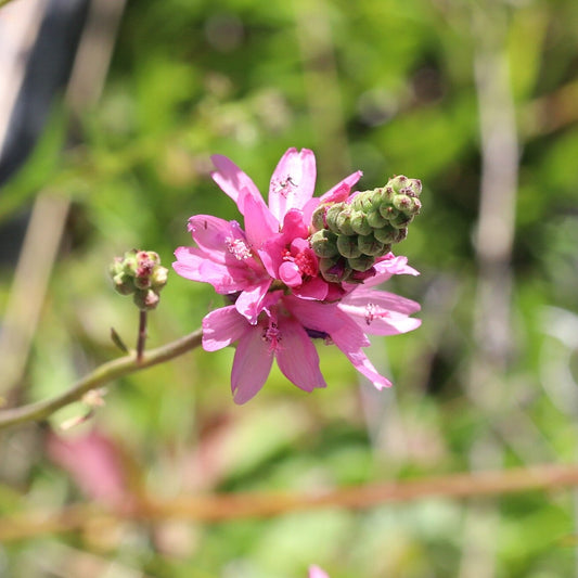 Oregon Checkermallow