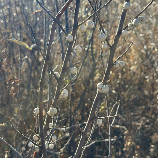 Silverberry