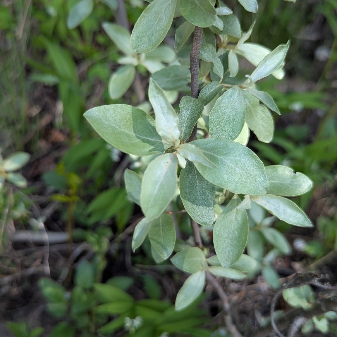 Silverberry