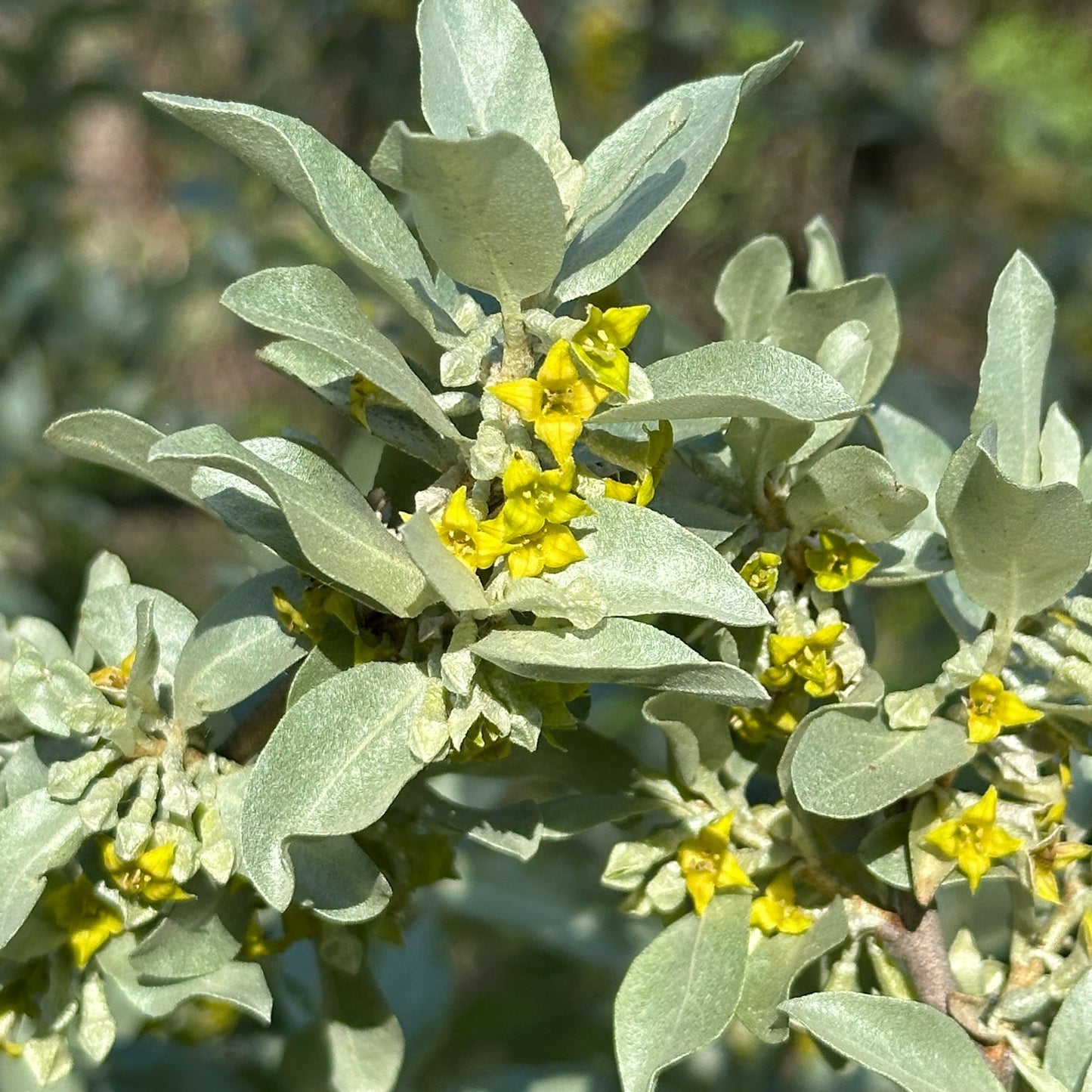 Silverberry