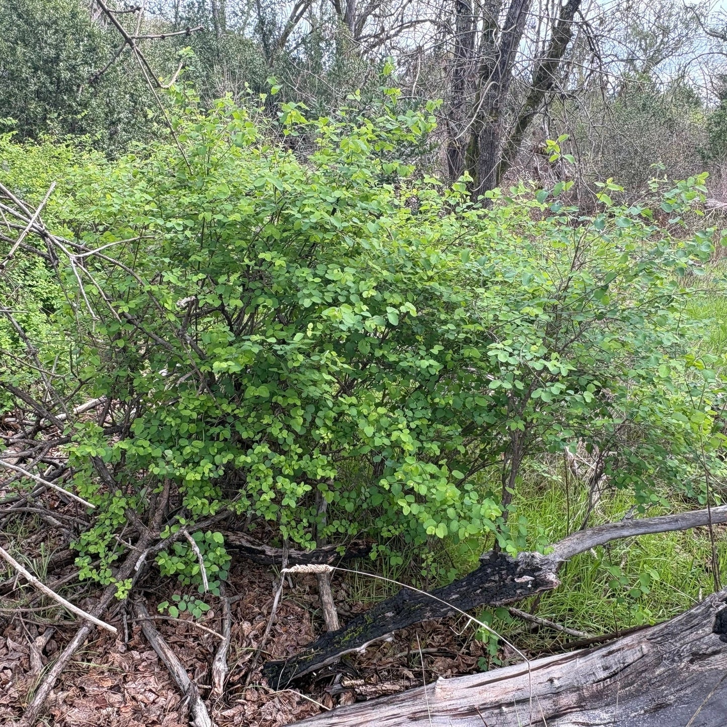 Common Snowberry