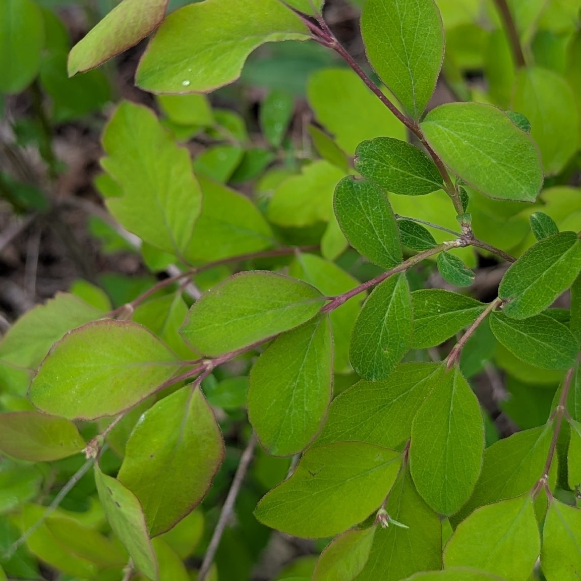 Common Snowberry