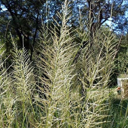 Giant Sacaton