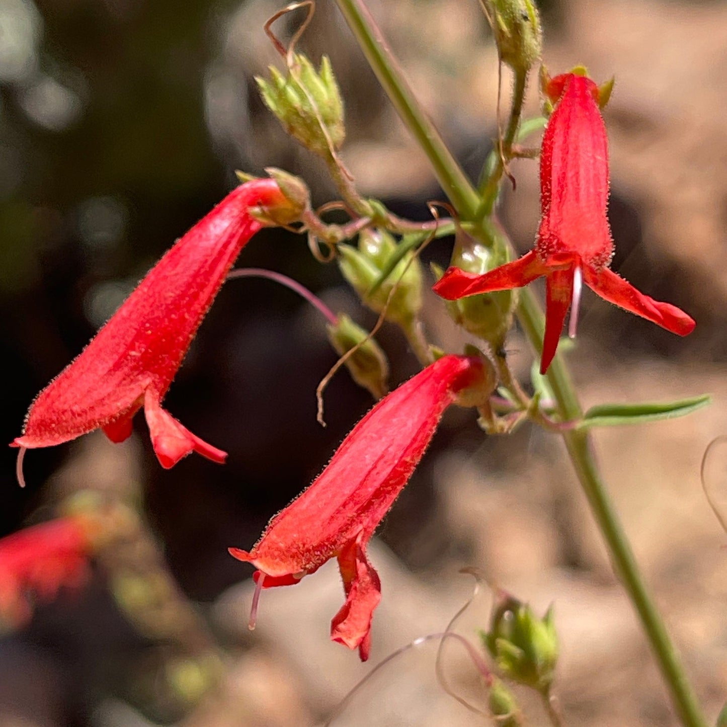 Bridges’ Penstemon ‘Summer Fire’