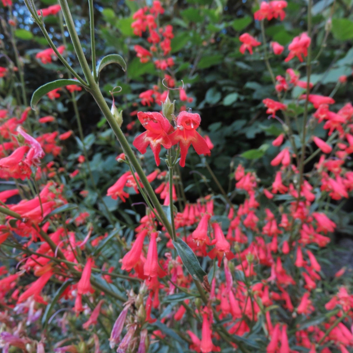 Bridges’ Penstemon ‘Summer Fire’
