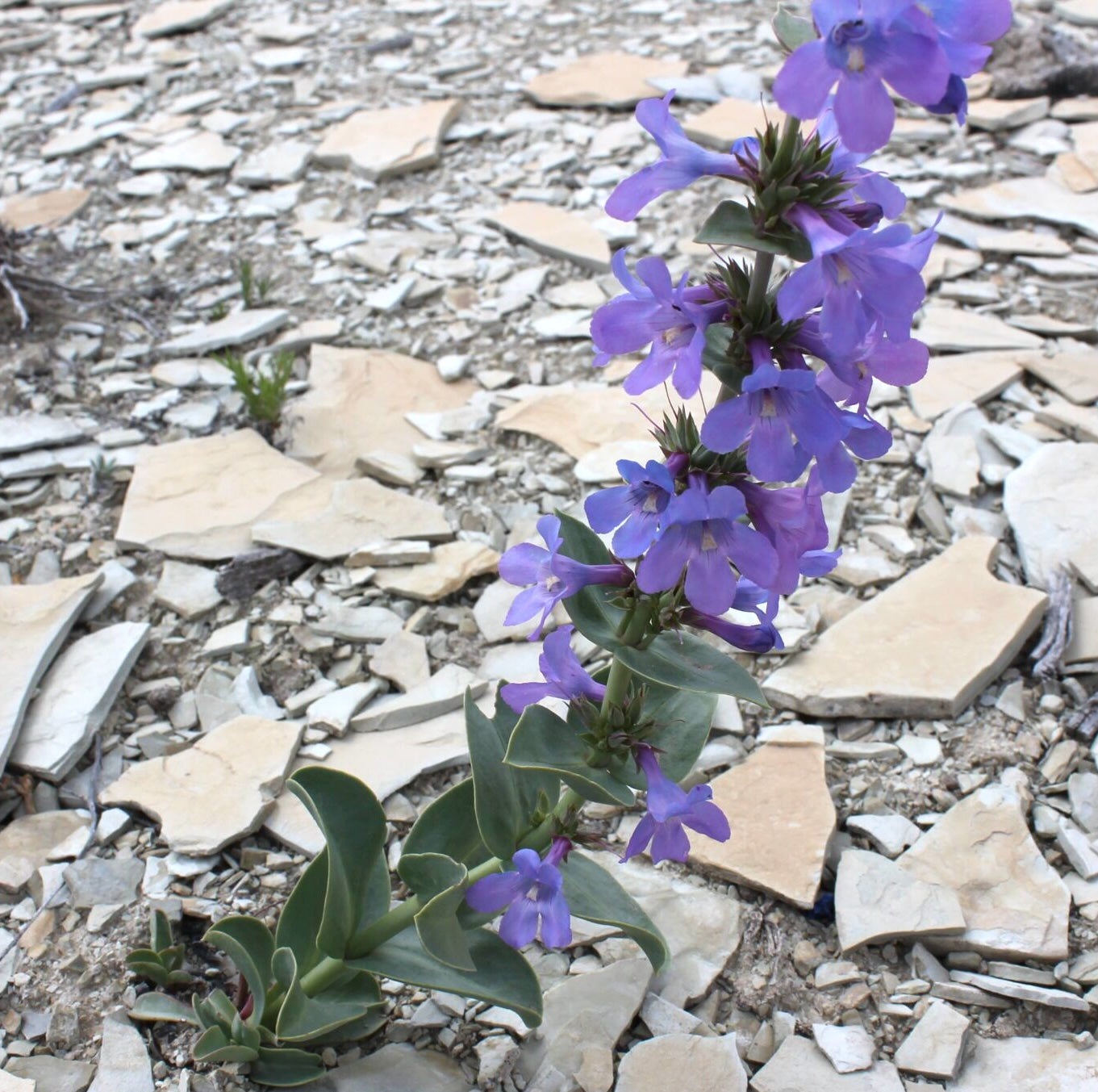 Thickleaf Penstemon